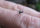 El Gobierno presentó un plan de acción contra el dengue